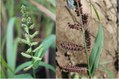 Seed headpng